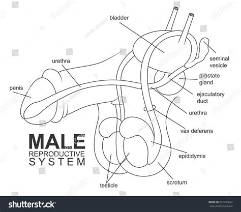 pictures of a dick|Male Genitalia Pictures, Anatomy & Diagram 